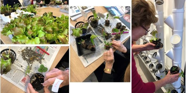 Healing Gardens e attività di ortoterapia. Partecipazione al Premio PA Sostenibile